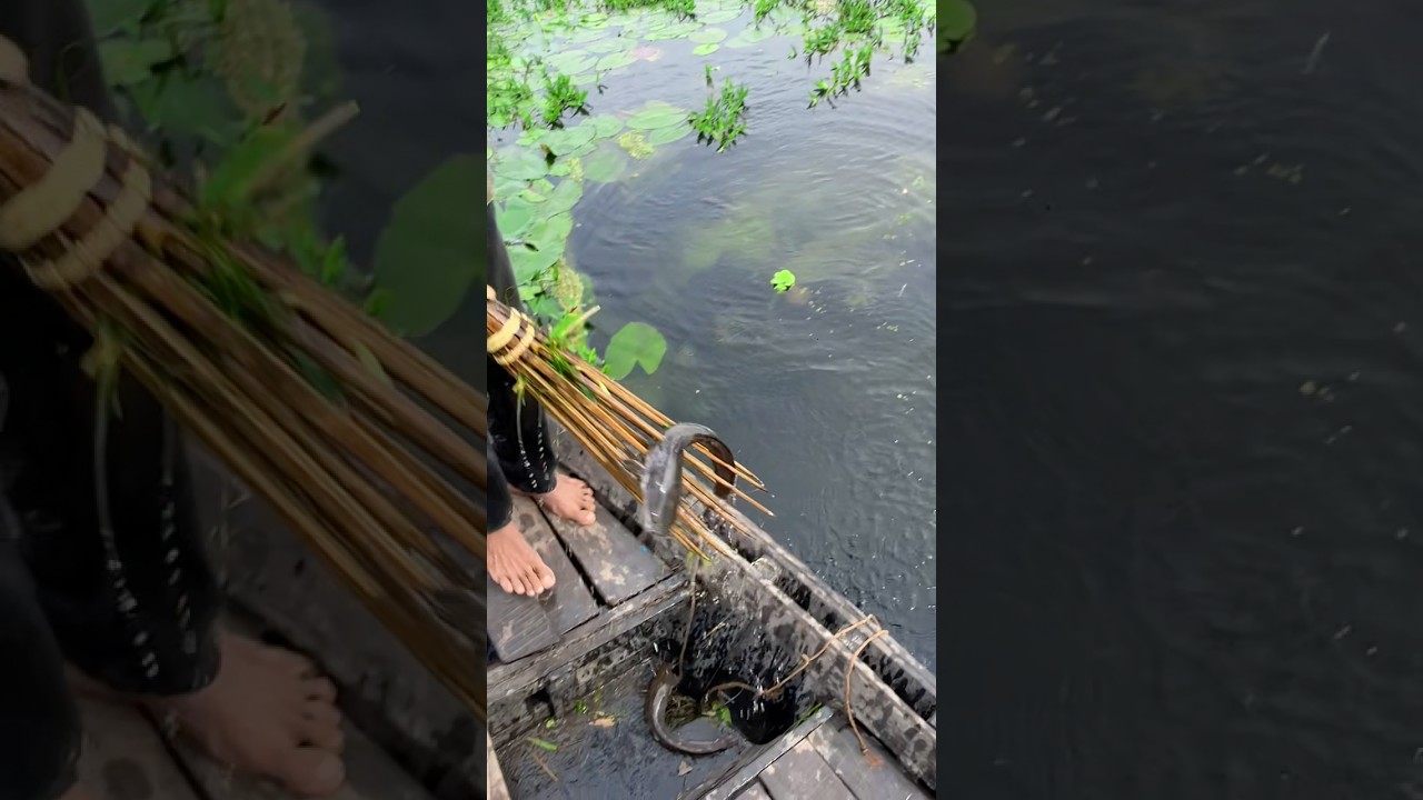 Boat fishing video | Unbelievable boat fishing in flood water (part_208)#shorts #fishing#boat #viral