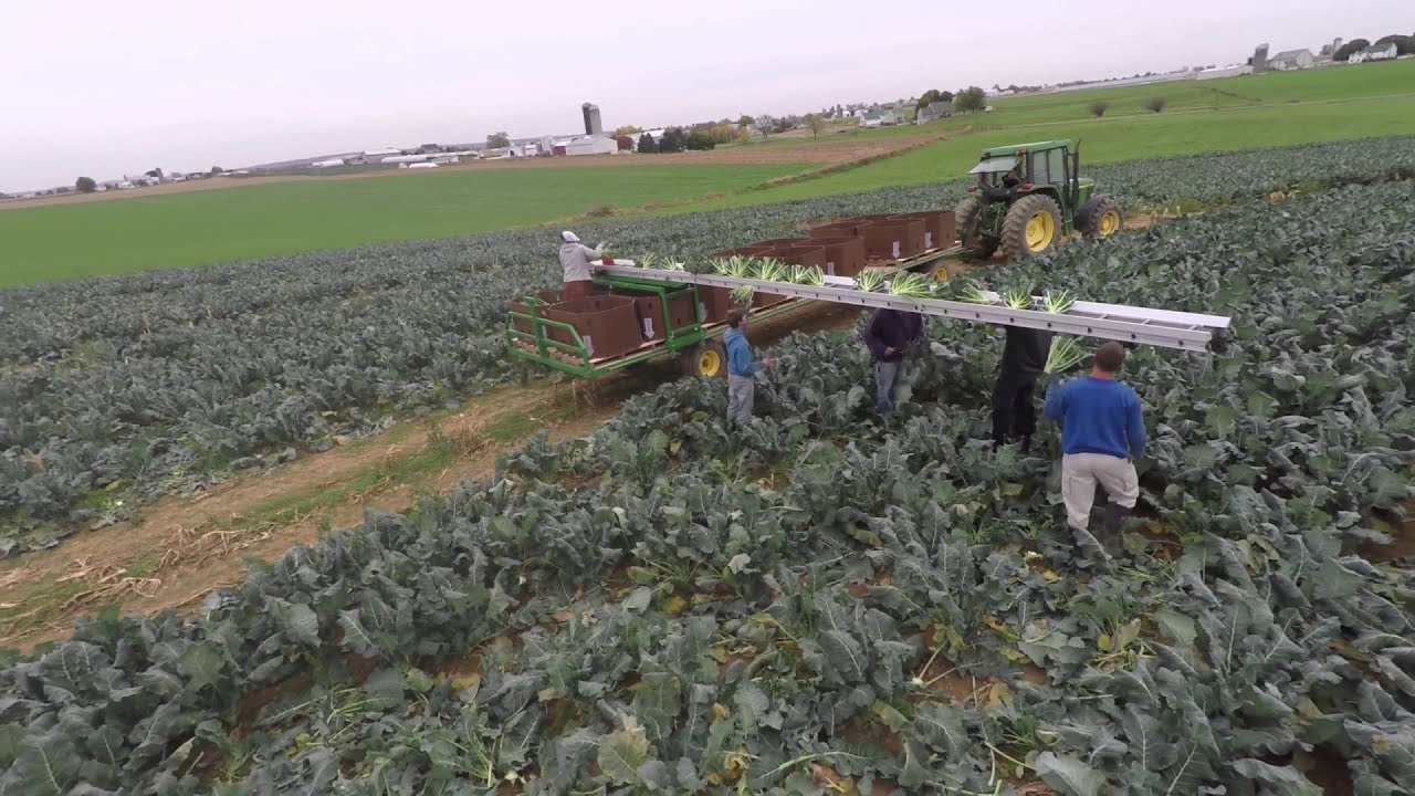 Proveyor Wagon - Hydraulic drive harvesting wagon - no audio