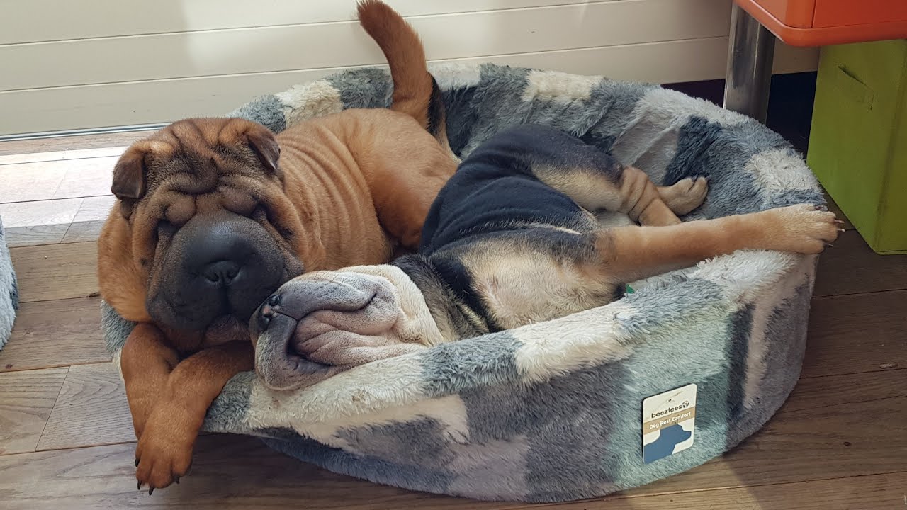 Shar Pei funny moments