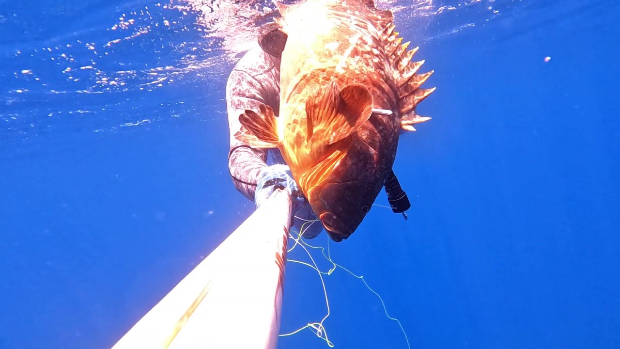 Ψαροντούφεκο για ΡΟΦΟΥΣ  🔱 Καλοκαίρι 2024 🔱Spearfishing Dusky Groupers 🔱 Summer 2024