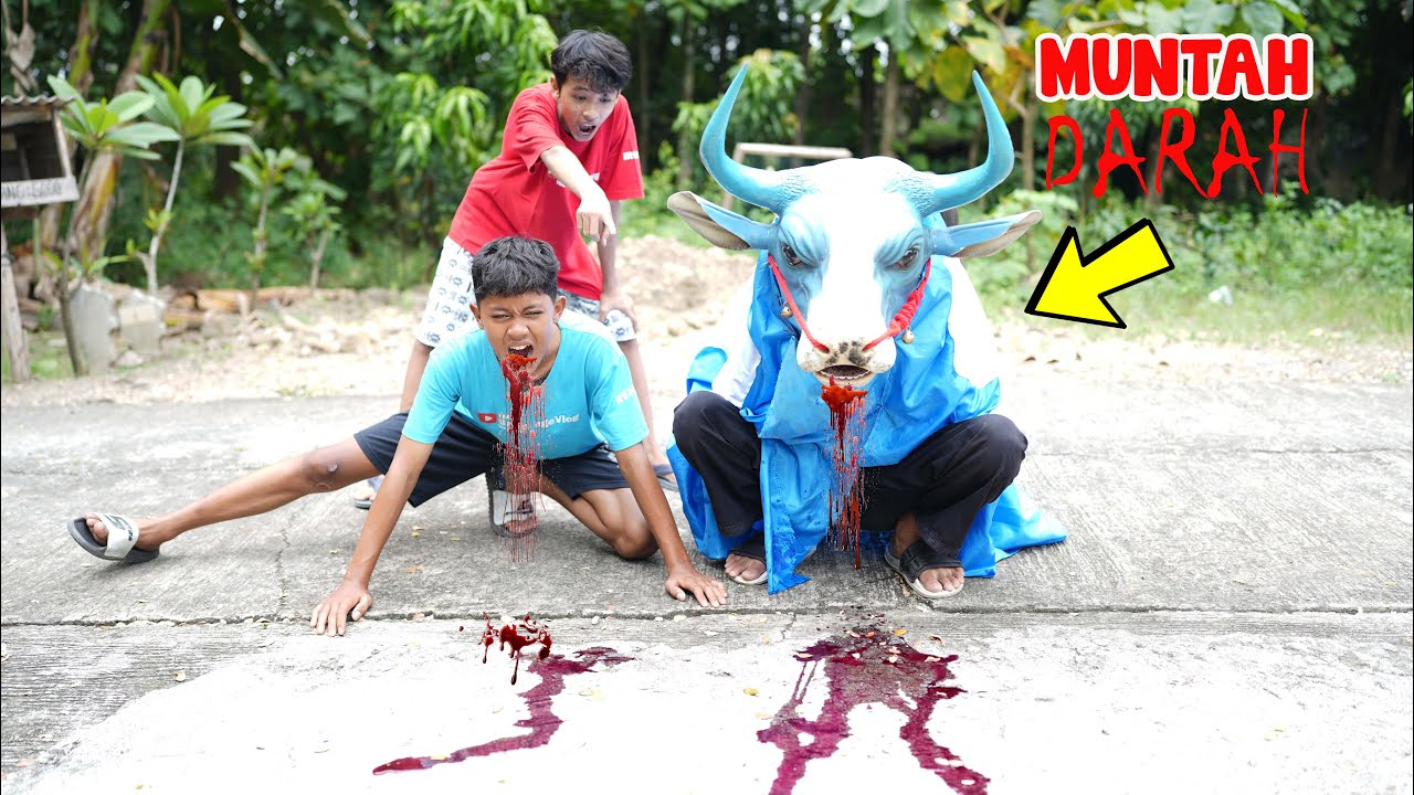 BANTENGAN SAPI GALAK MUNTAH DARAH KARENA DI RACUN
