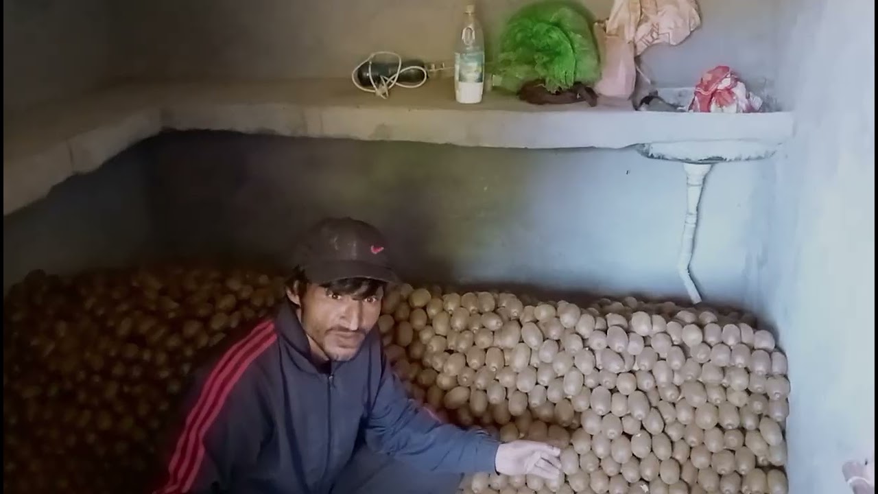 V10p2 कीवी की खेती से लाखों कमा रहा हिमालय क्षेत्र का किसान 