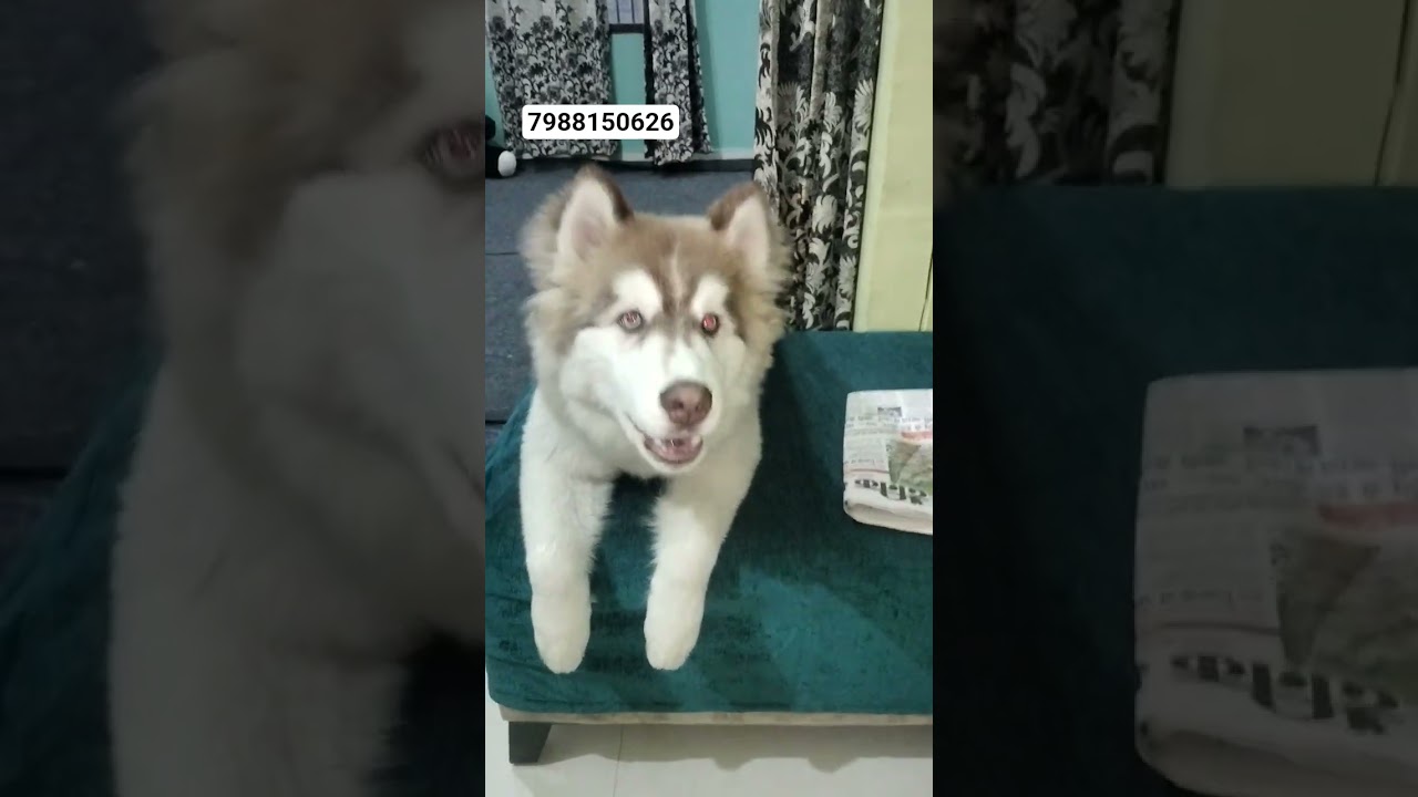 dog training
