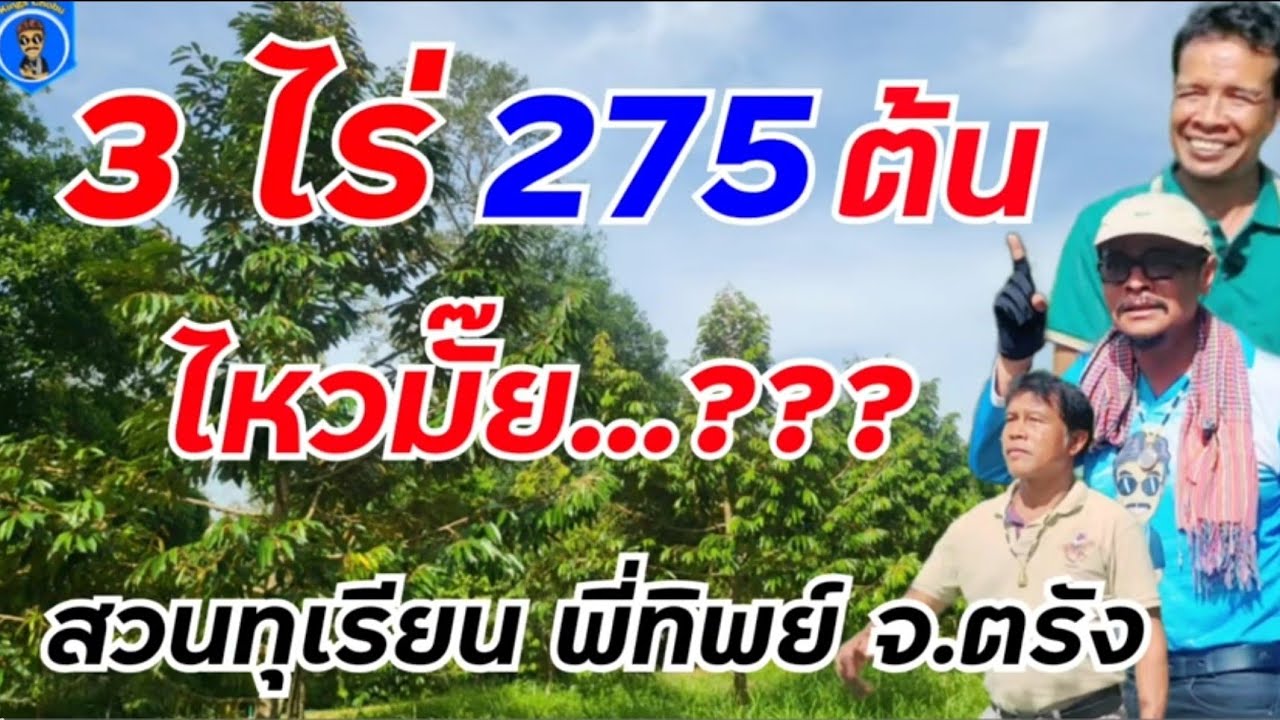 3ไร่ 275 ต้น ไหวมั๊ย 😱 สวนทุเรียนพี่ทิพย์ อ.ย่านตาขาว จ.ตรัง//by อ.กริช 097-2475525
