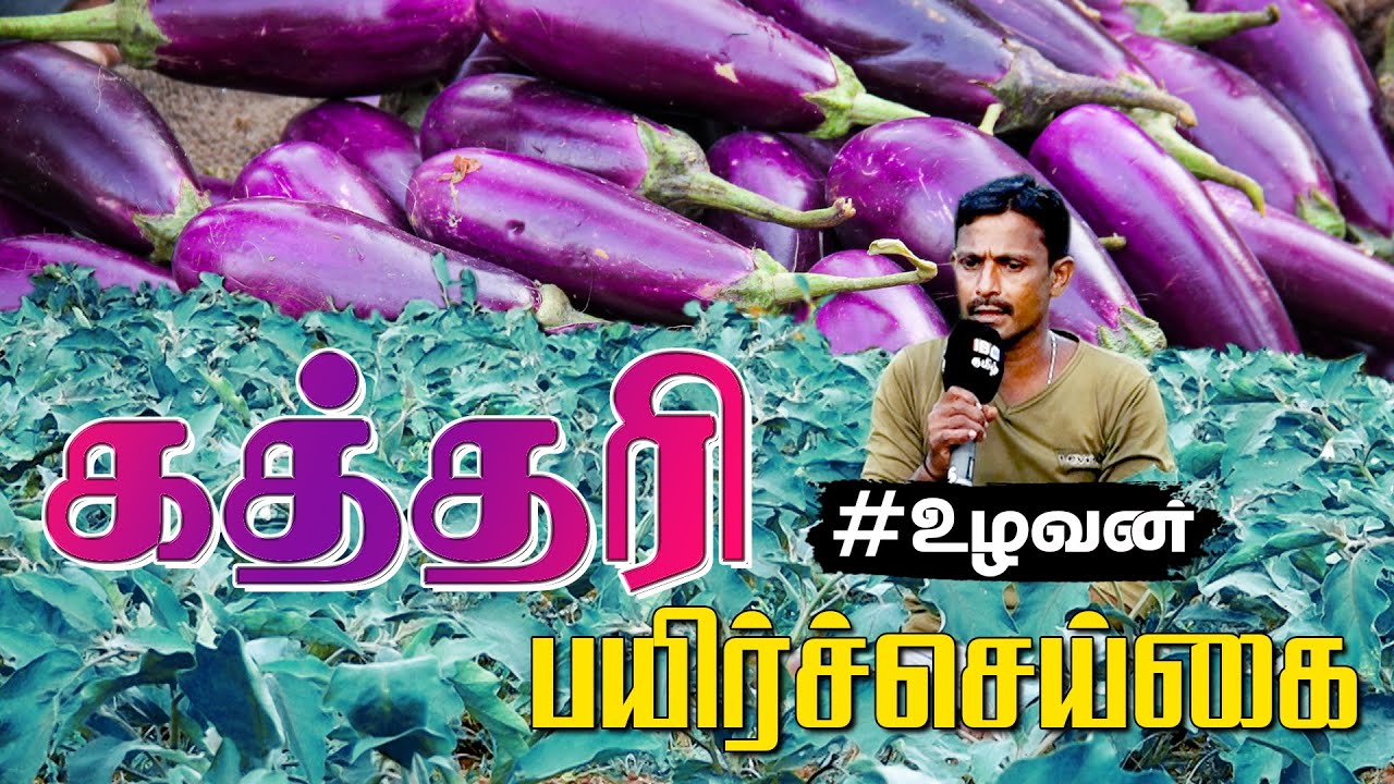 கத்தரி பயிர் செய்கை | Brinjal Cultivation In Sri Lanka | Brinjal Benefits