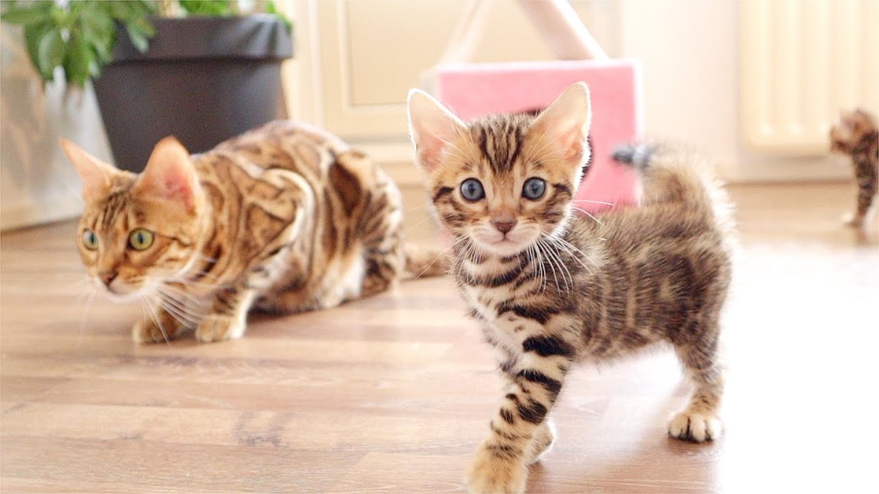 Grandma Cat Teaches her Grandkittens how to Hunt