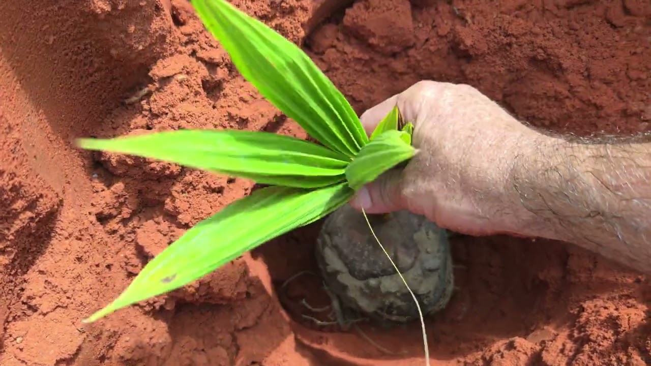 Como Fazer Muda de Coco e Como Plantar pra Produzir Rastando no Chão os Frutos