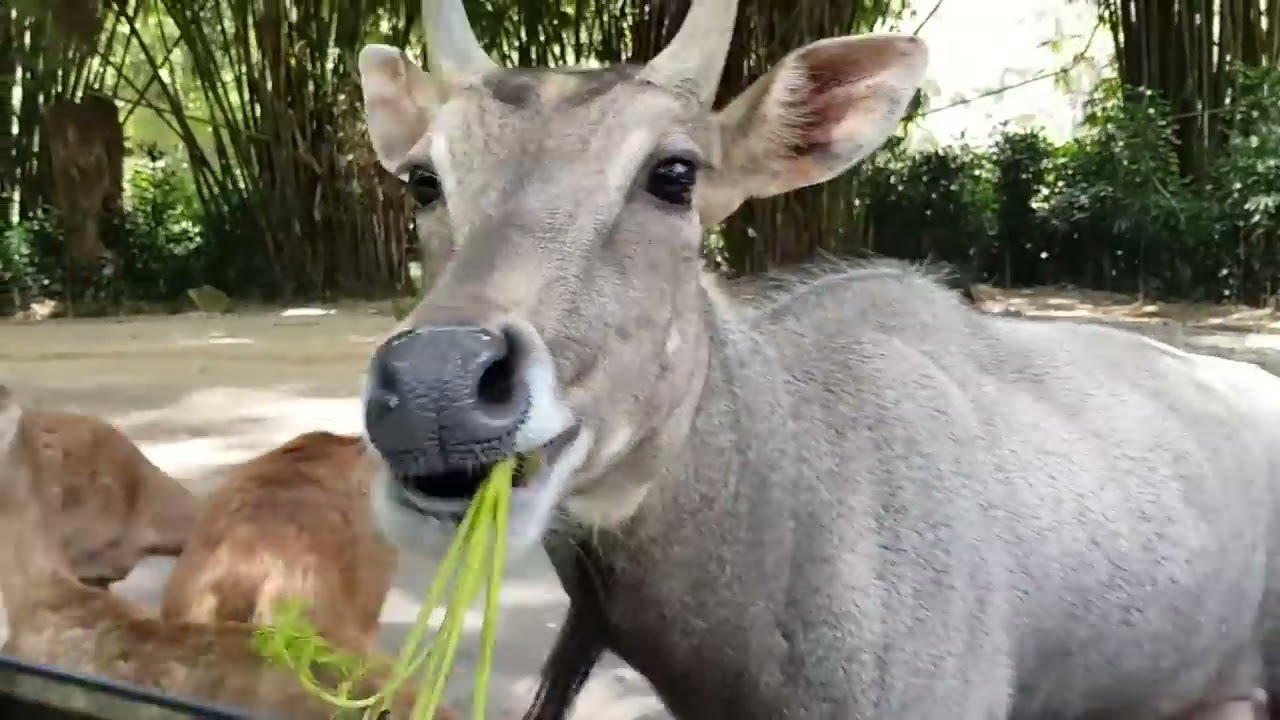 TAMAN SAFARI INDONESIA BOGOR New Oktober 2018