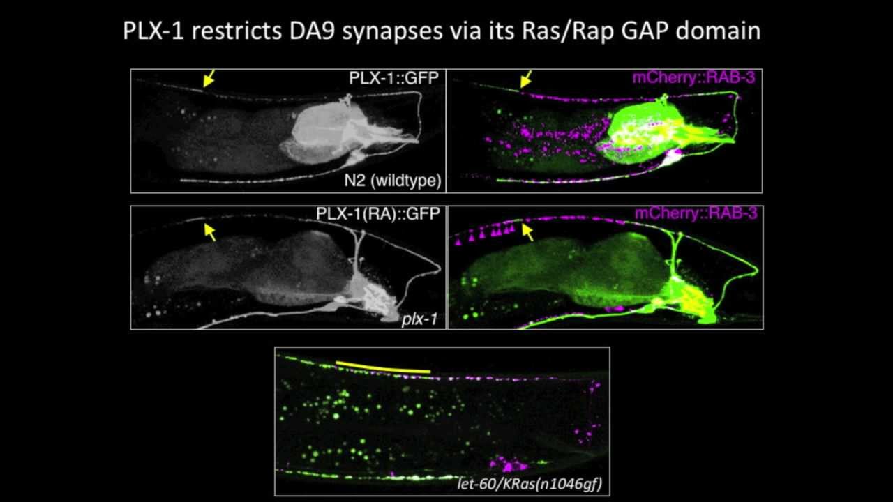 Synaptic Tiling to Achieve Spatial Innervation