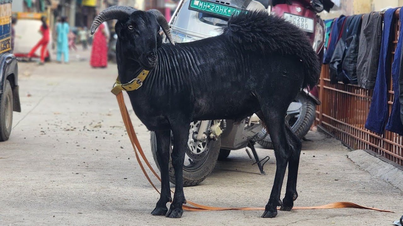Ghar ka pala hua Khubsurat Jet Black menda at Aurangabad 