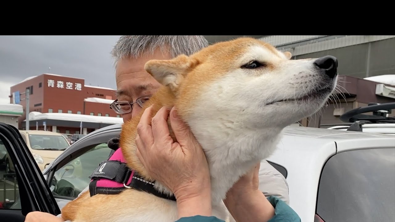 帰国した家族に会った時、あまりの嬉しさに・・・震えが止まらない我が家の柴犬