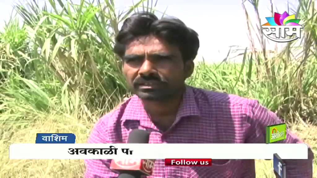 Washim farmers' farms destroyed by unseasonal rains