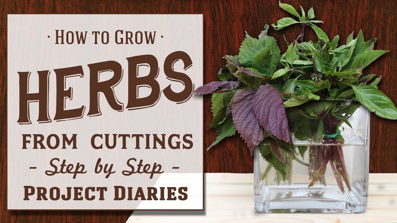 ★ How to: Grow Herbs from Cuttings (A Complete Step by Step Guide)