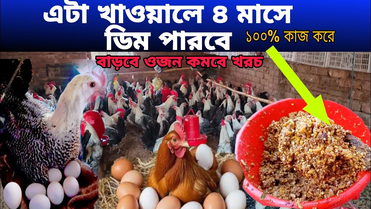 পান্তা ভাতের সাথে এই খাবারটি খাওয়ান আজীবন মুরগি থাকবে সুস্থ।ফিডছাড়া মুরগির খাবারতৈরি।দেশিমুরগিপালন