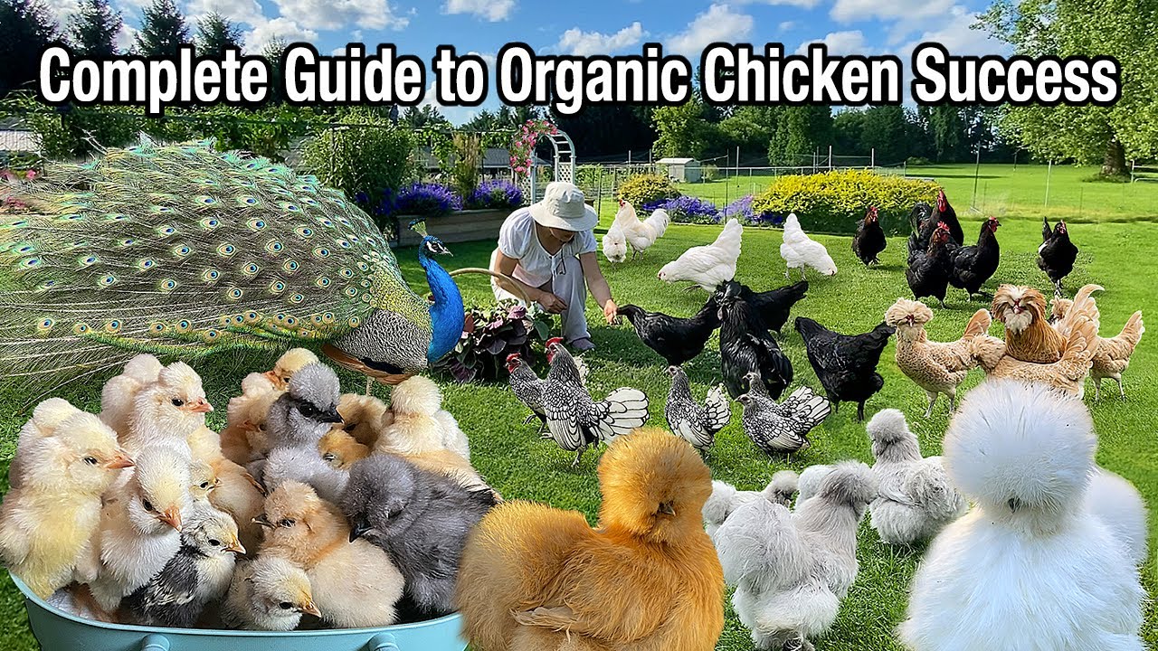 Mastering Organic Chicken Raising: STRONG Chicks, QUALITY Eggs & SAFE Housing + Organic Cooking