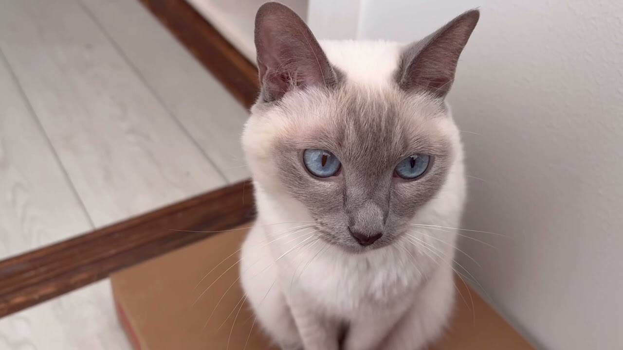 【tonkinese】朝の日課で忙しいるりちゃん　2025.11.23 トンキニーズ