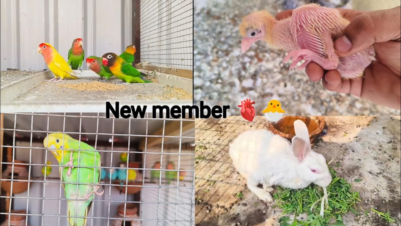 Bacha inta bada ho gaya 🤫😮|Deepak pet House| |#trending |#birds |#viral |#trending video 