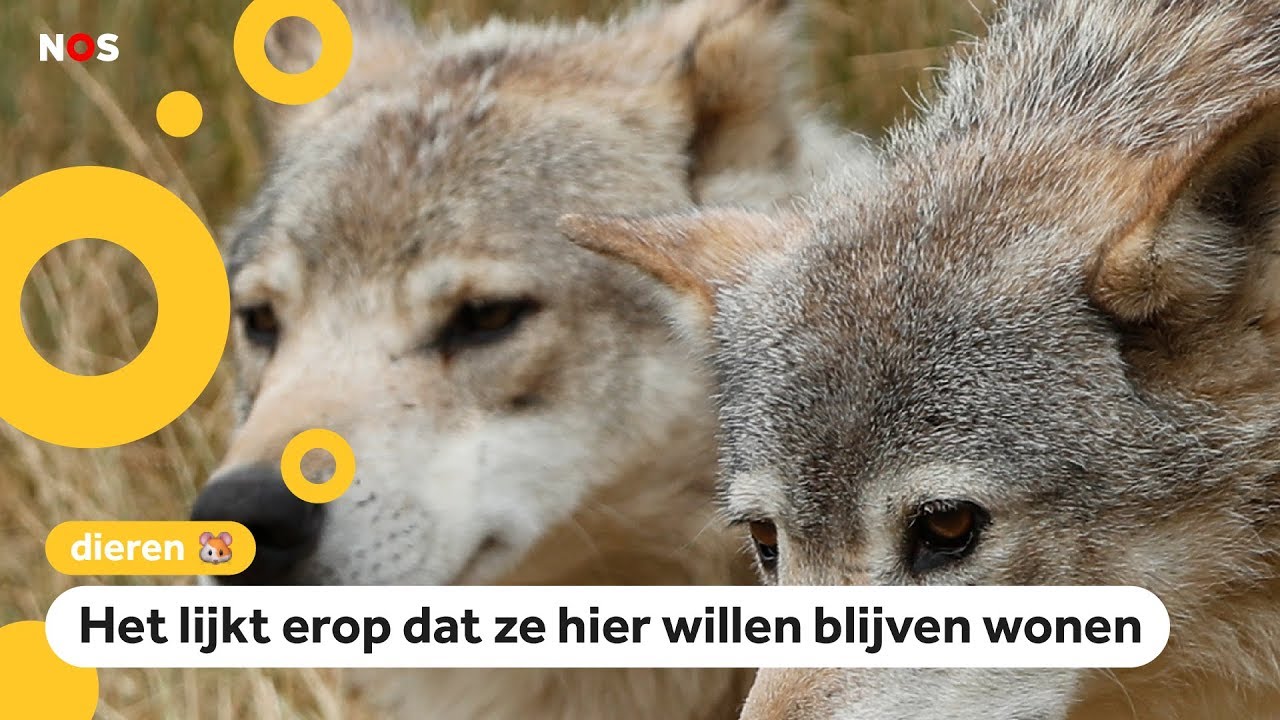 Twee wolvinnen al sinds de zomer in Nederland