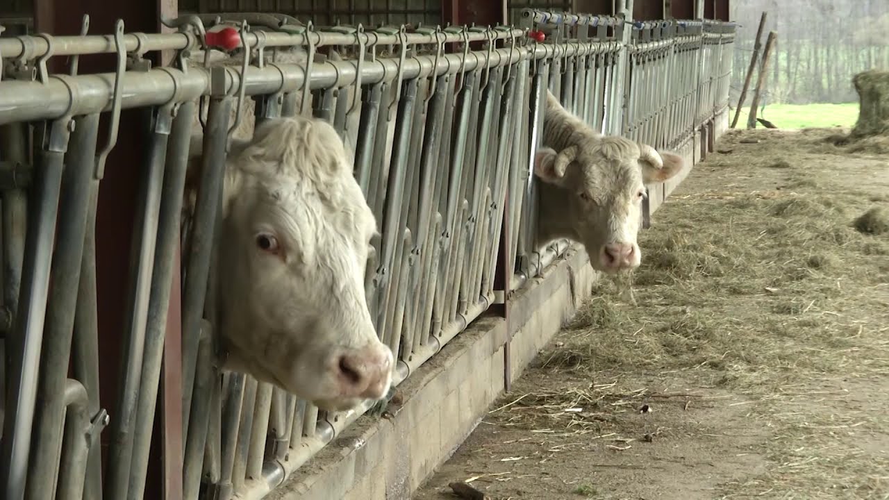Témoignage Client (A.Mauguière) Niche à Veaux/Silo en kit🐮| BEISER ENVIRONNEMENT