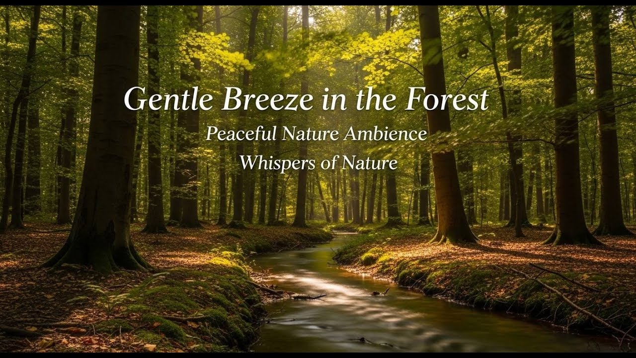 Wind Blowing Through Trees | Calming Nature Sounds for Relaxation & Meditation 🍃