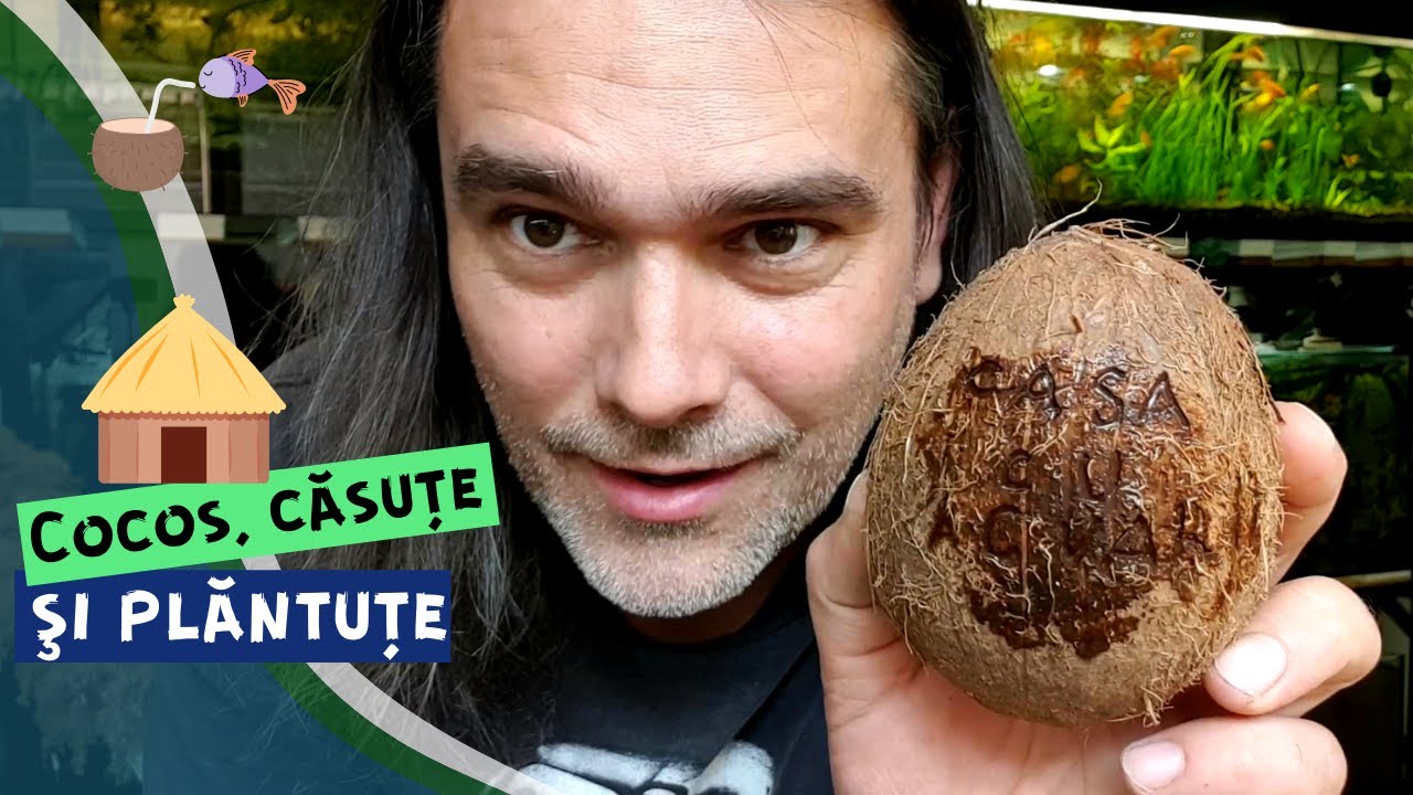 Nuci de cocos în acvarii - DIY & more
