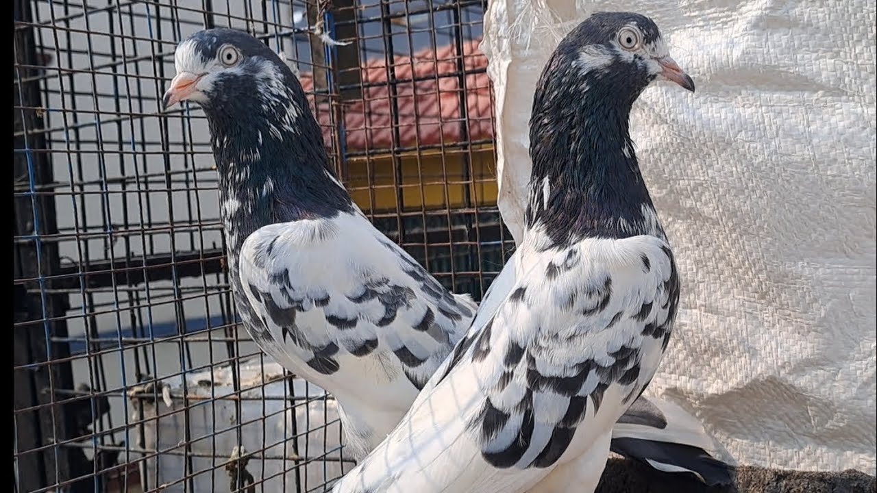 TOPQUALITY OMAN,TEDDY,128&KTM SOKH KE LIYA!