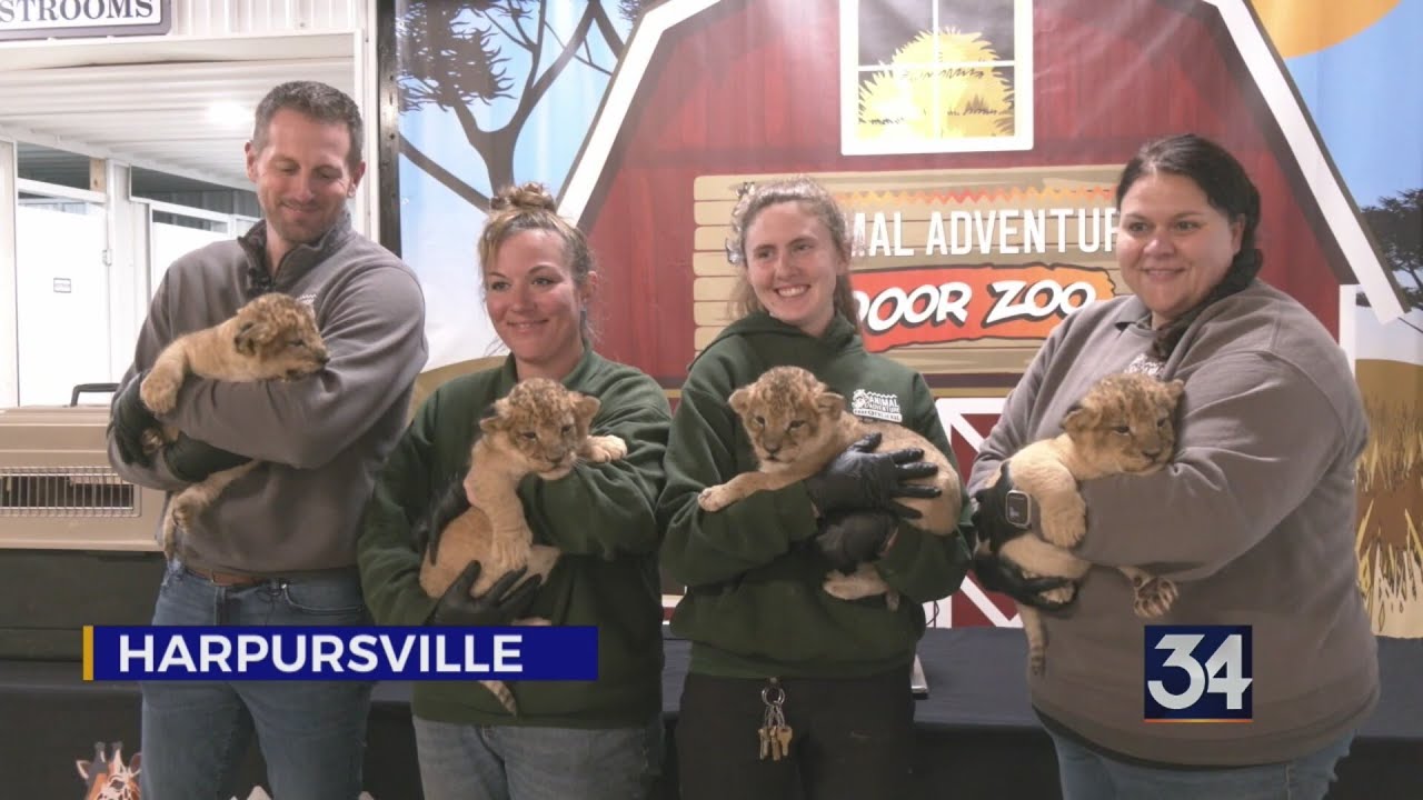 В зоопарке Animal Adventure появились четыре львенка.