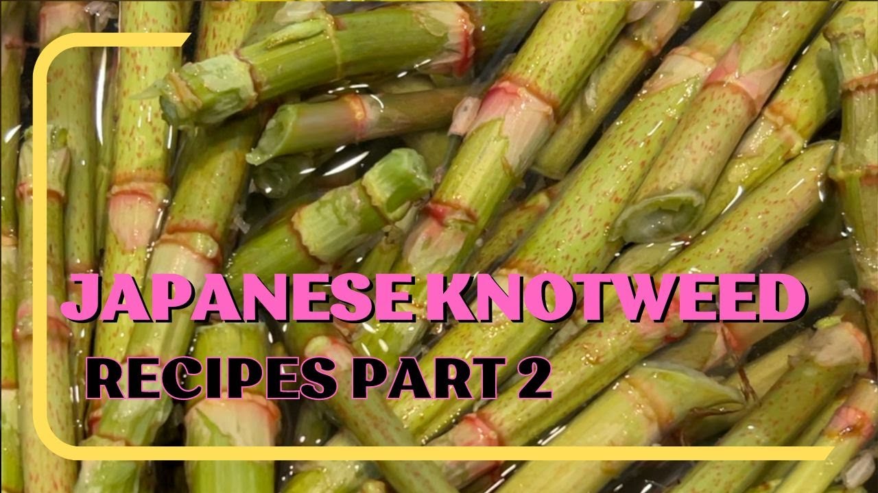 Japanese Knotweed Recipes Part 2 | How to Use Japanese Knotweed | Foraging in Vermont May 2023