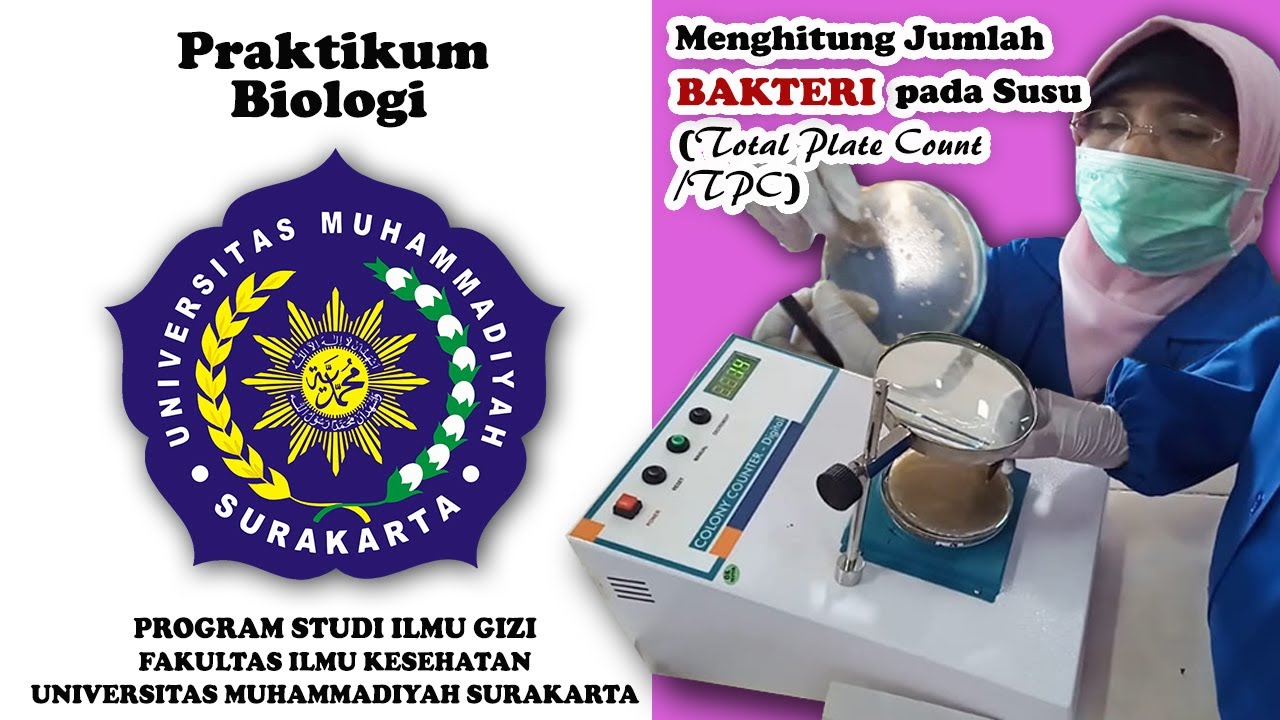 Menghitung jumlah bakteri susu | Total plate count /TPC | Ilmu Gizi UMS