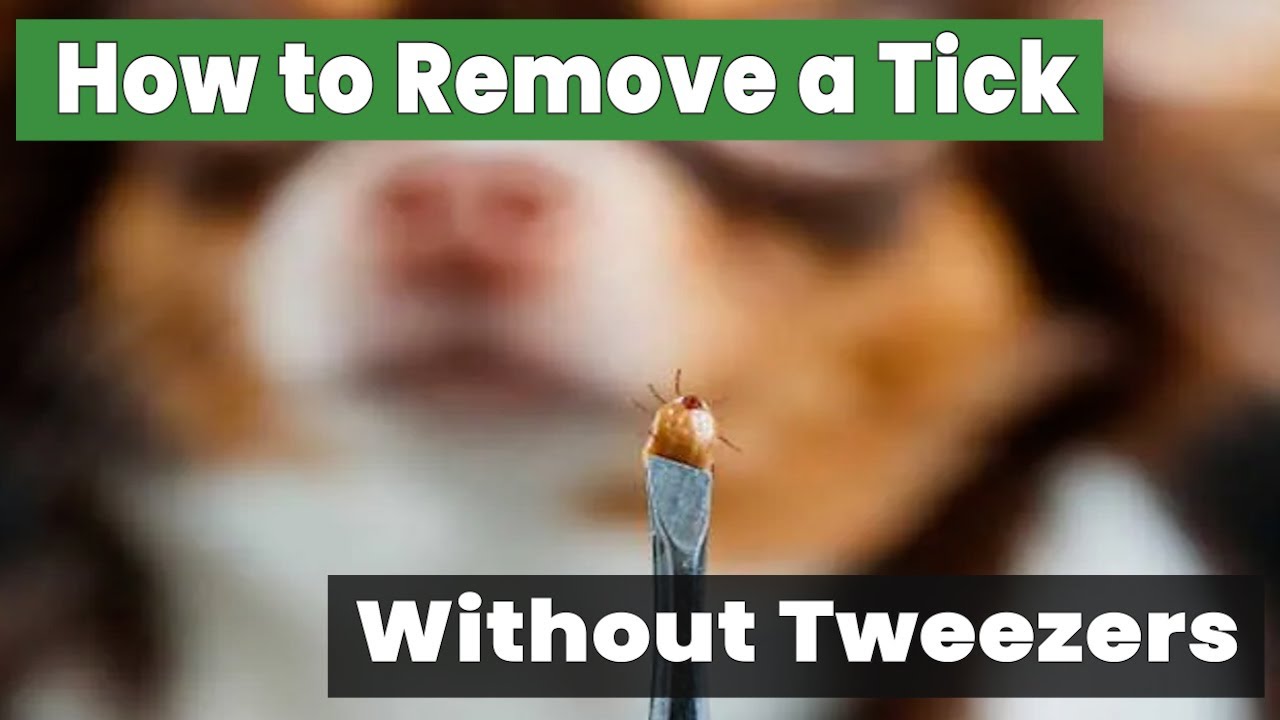 How to Remove a Tick from a Dog Without Tweezers: Safe Techniques!