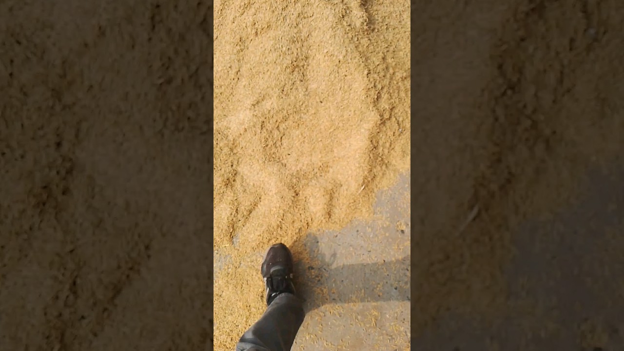 paddy 1886 @4105  raisen mandi mp  date 26/02/2024
