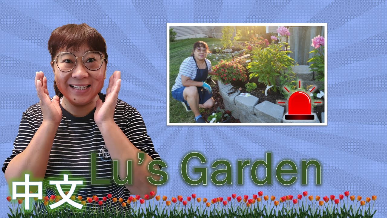 Emergency in Lu's Garden (紧急移栽长春花)