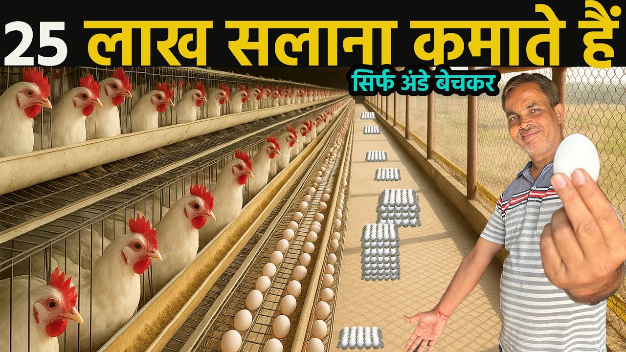 Poultry business॥Layer poultry farm business plan॥Layer poultry farming subsidy