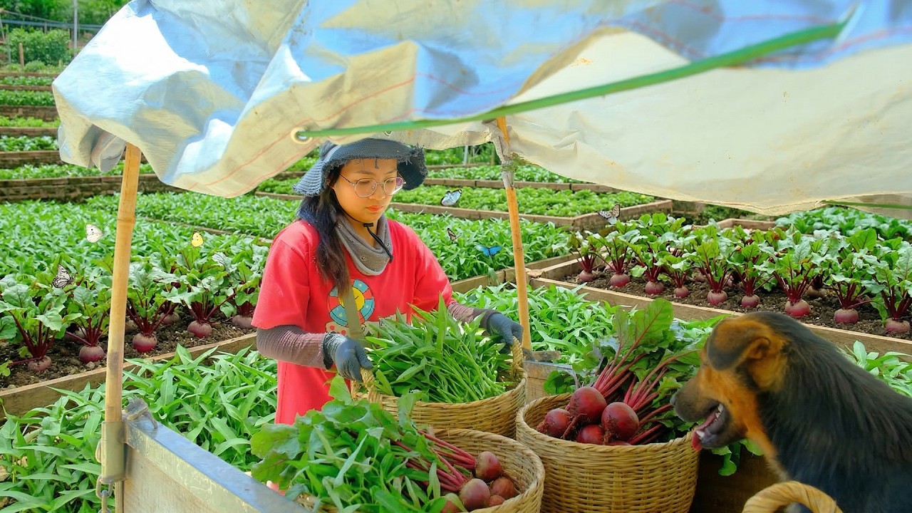 Harvest Water Spinach And Beetroots To Sell At The Market – Peaceful Farm Life, Cooking, Gardening