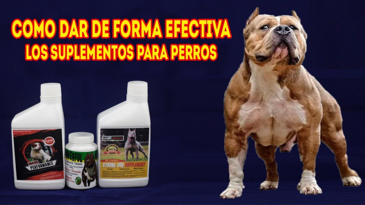 COMO DAR DE FORMA EFECTIVA LOS SUPLEMENTOS PARA PERROS