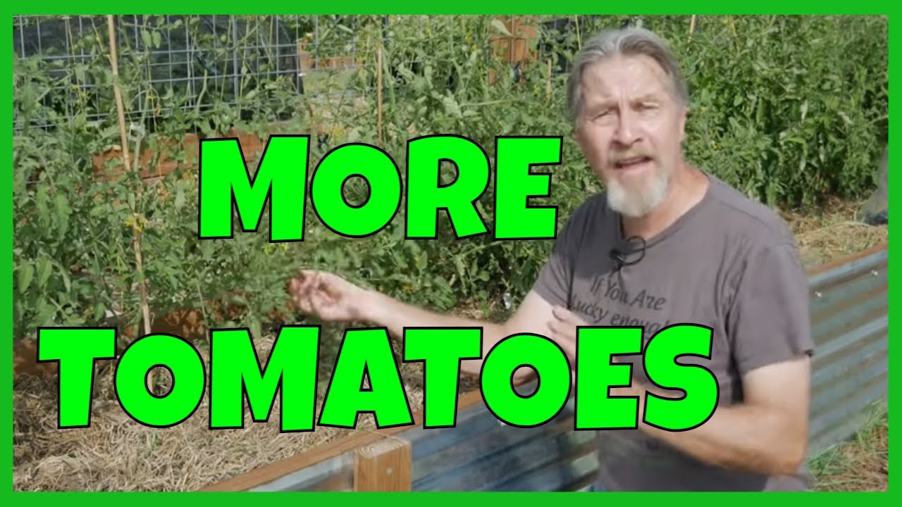 How to Grow MORE Tomatoes Sideways
