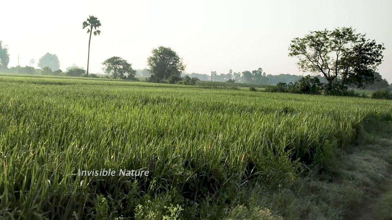 Misty Morning view || Marvellous Paddy Fields || Nature