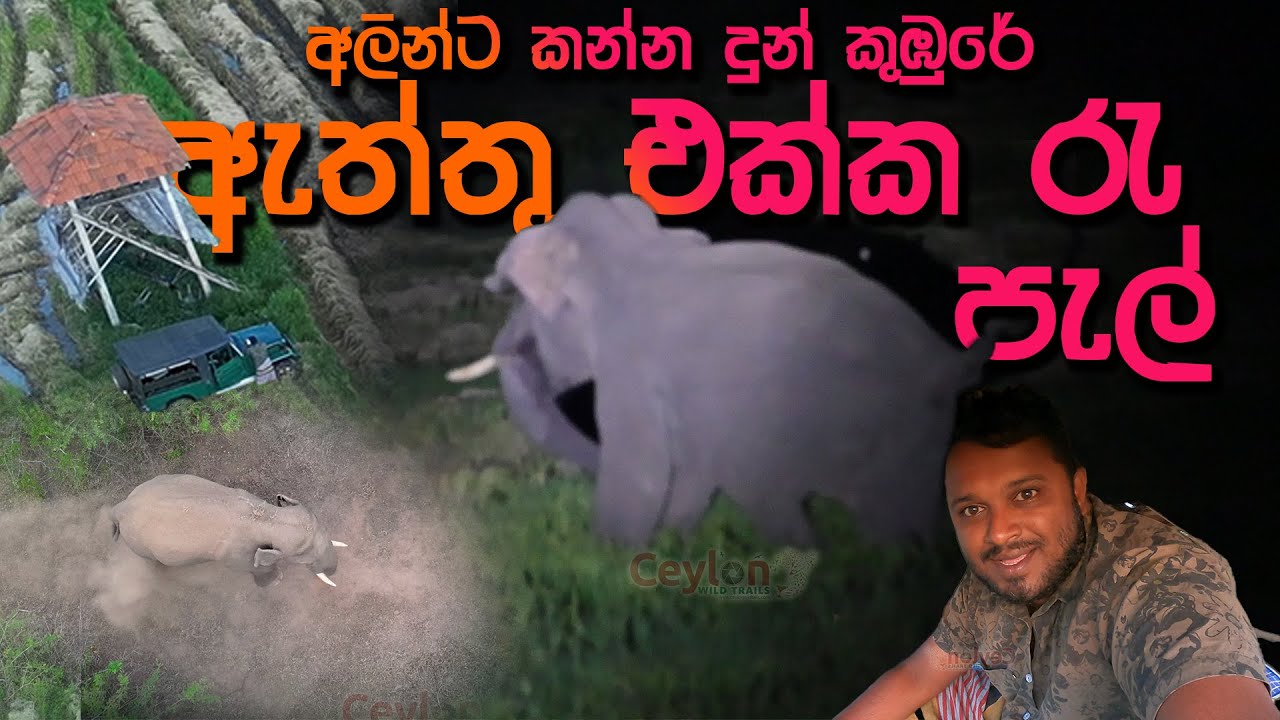 ඇත්තු ඒක්ක රැ පැල් ‍- ඇතා ගොයම මැද -a night  on the tree house with elephants