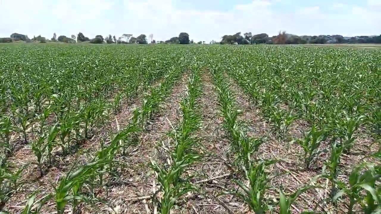 Conservation Farming at Ivodale Farm