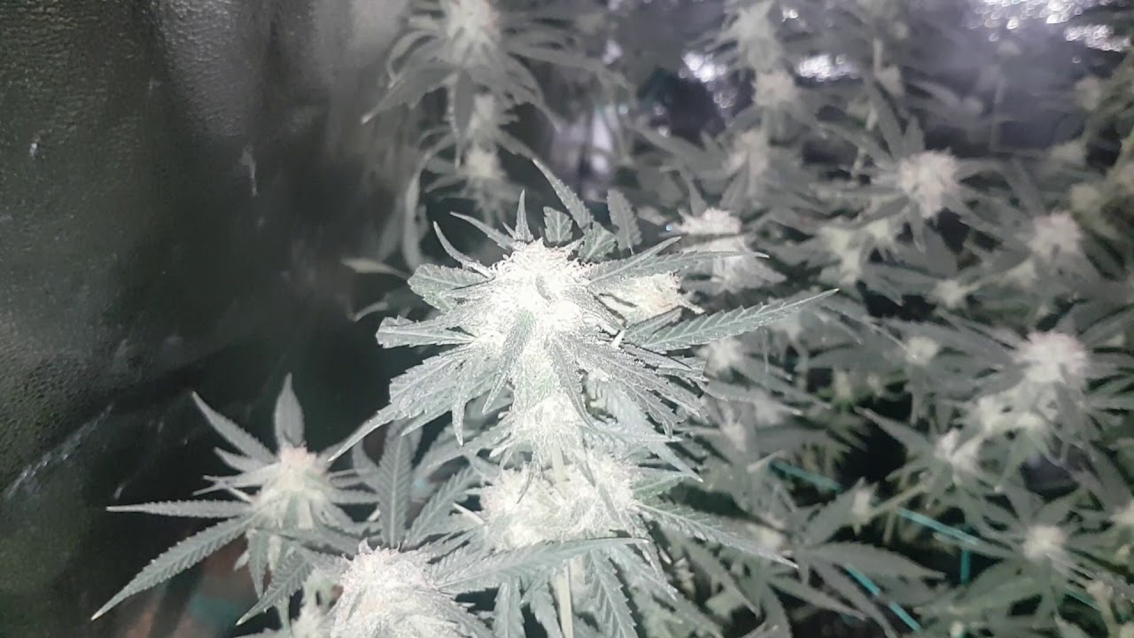 Critical Super Silver Haze LED Grow bloom day 49 week 7. Mark
