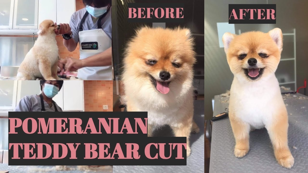 Teddy Bear Cut - Pomeranian  |  Bunny TV