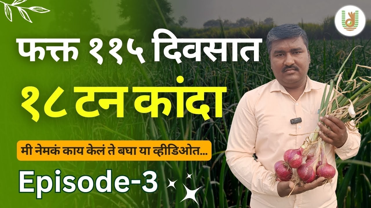 मी कांदा फार्मिंगमध्ये 115 दिवसांत काय शिकलो ज्यामुळे माझे उत्पादन 18 टनपर्यंत गेले? #onion  #kanda
