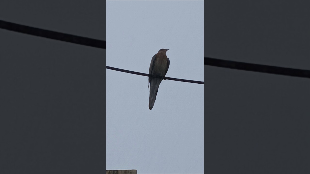 #birdwatching #birdlovers #birding #animals #naturelovers #birdstagram #ig #parrots #photooftheday