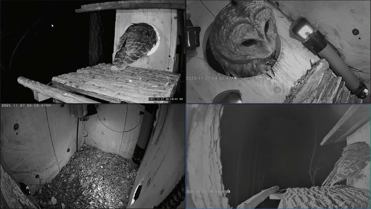 Mama Visits With a Thorough Checking Out of Her 2026 Nest Site,  Leesville Owls 2 Live Stream