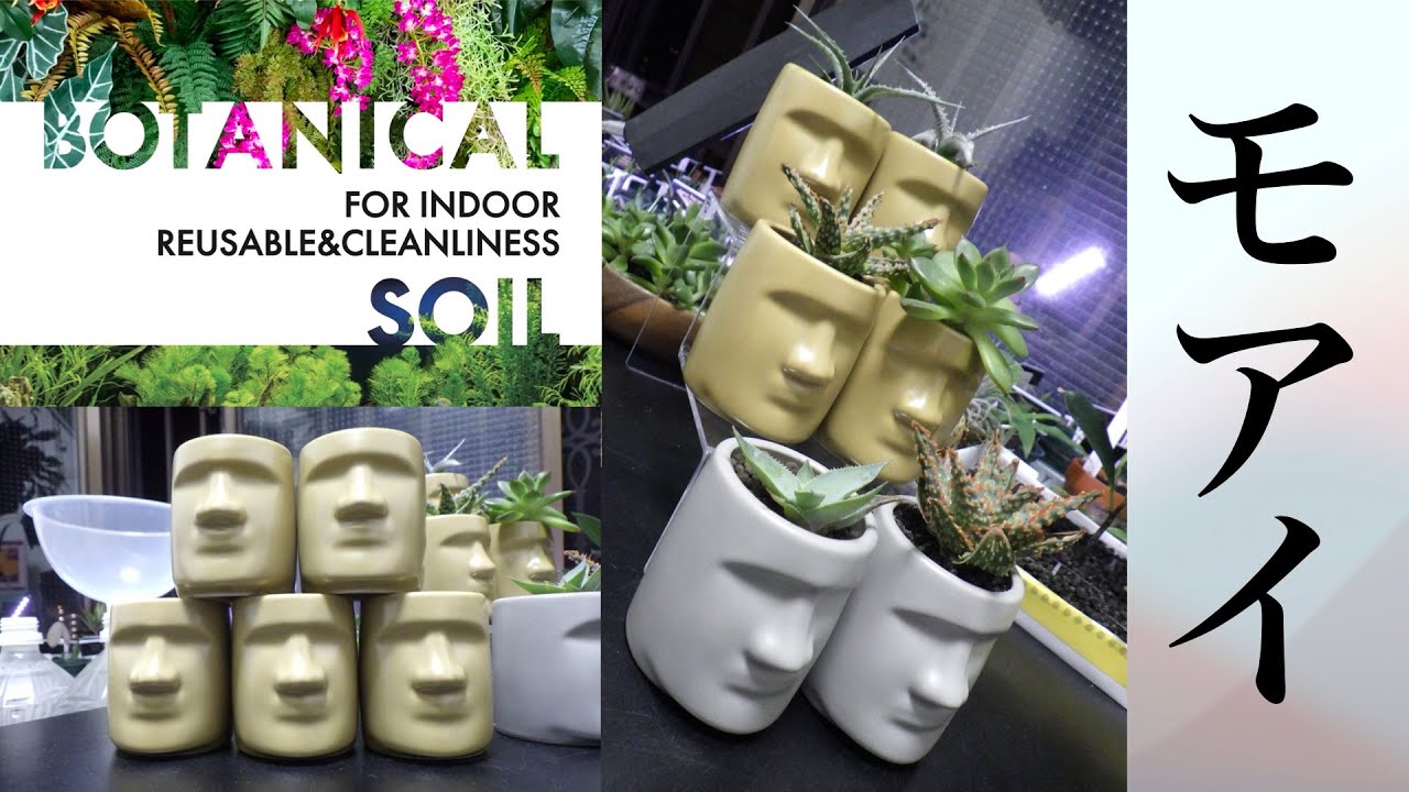 実生苗をモアイにただただ植える