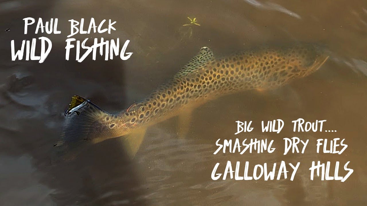 BIG WILD Trout Smashing Dry Flies in the Hills of Scotland!