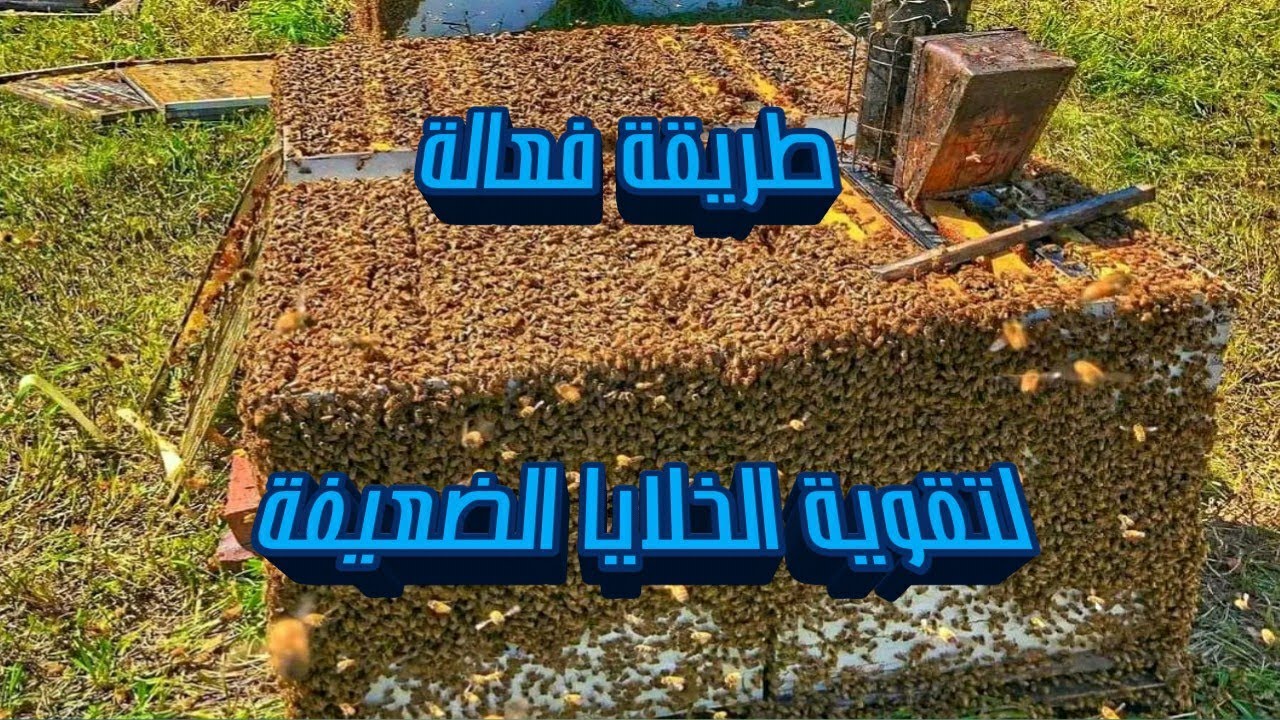 كيف تقوم بتقوية خلايا النحل الضعيفة في منحلك
