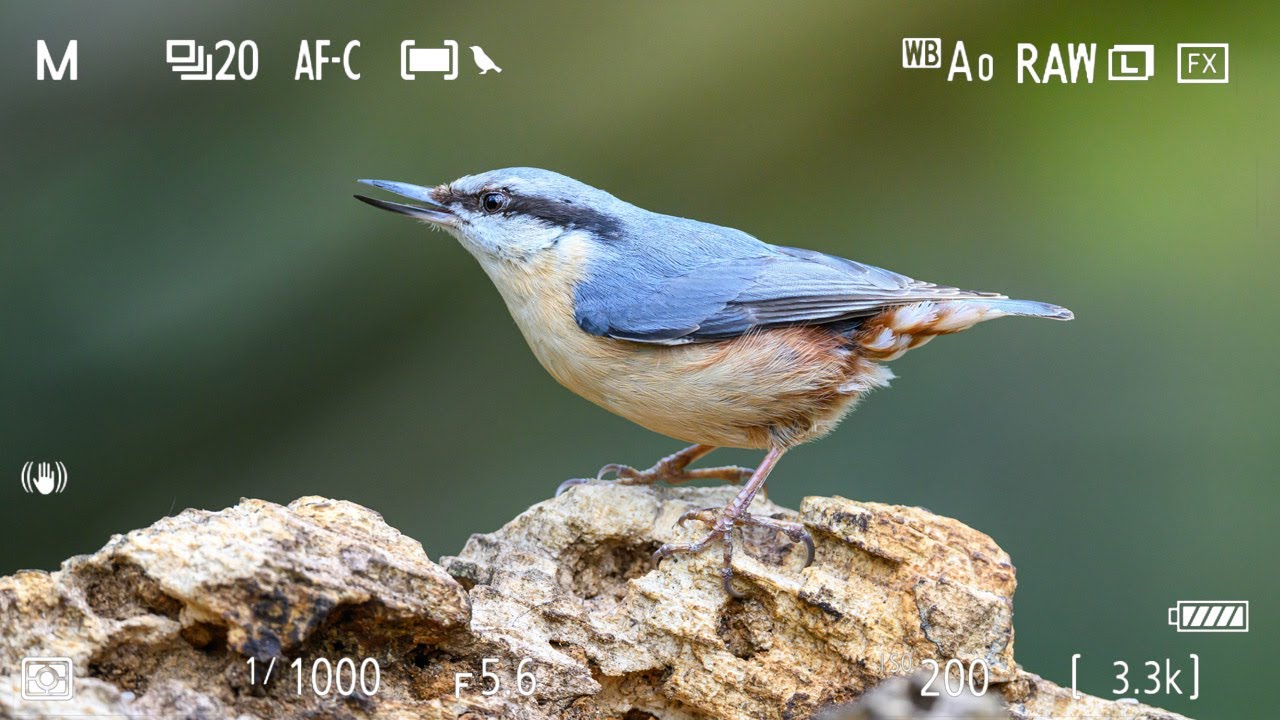 Camera settings for walk around bird photography