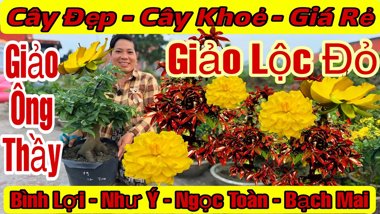 10/3☎️0333821029☎️🌲Mai Vàng Giá Rẻ🌲Cam Thiên Lộc-Giảo Ông Thầy-Như Ý-Bình Lợi-Ngọc Toàn 