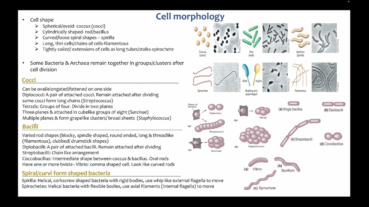SIR1001 lecture 2. Fundamental Microbiology